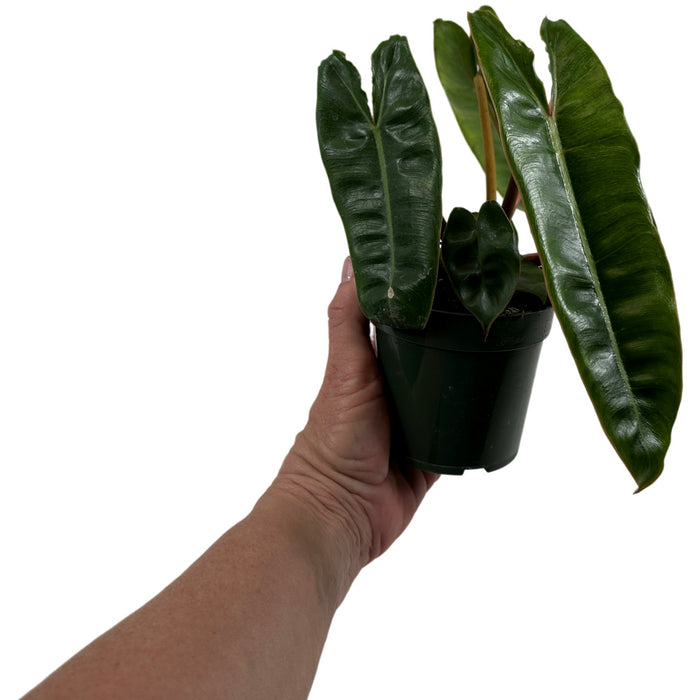 Philodendron Billietiae Starter Plant or 4" Grower Pot