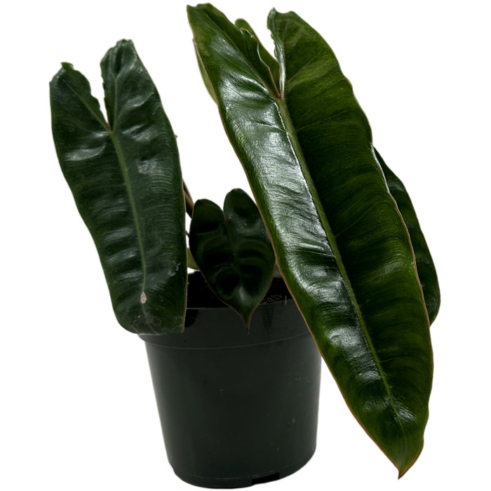 Philodendron Billietiae Starter Plant or 4" Grower Pot