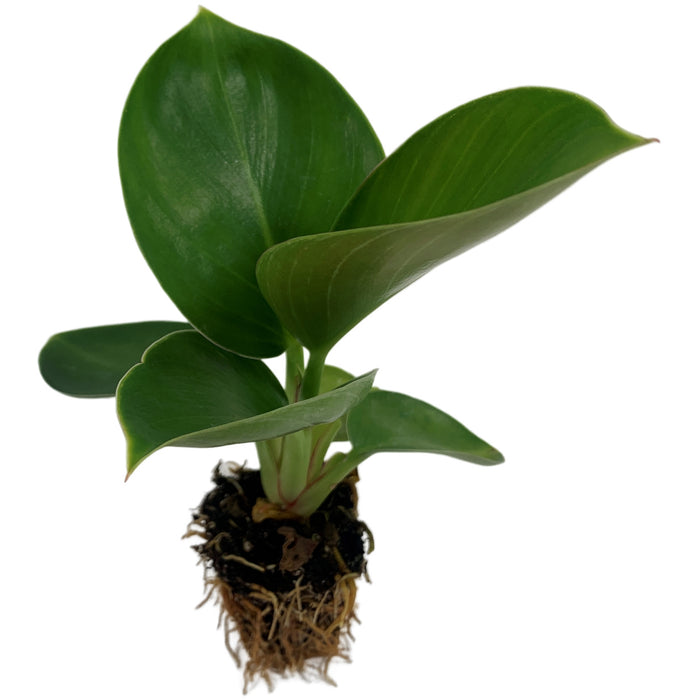 Philodendron Birkin Starter Plant