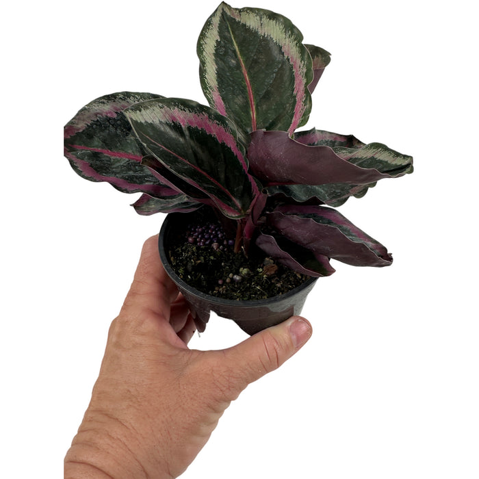 Calathea Roseotica Angela Starter Plant or 4" Grower Pot