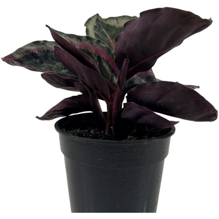 Calathea Roseotica Angela Starter Plant or 4" Grower Pot