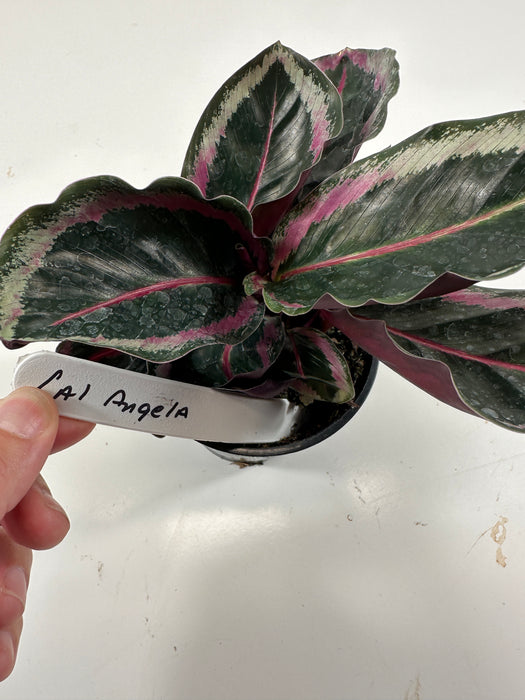Calathea Roseotica Angela Starter Plant or 4" Grower Pot