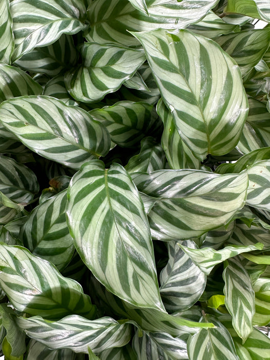 Calathea Freddie Starter Plant/4" Grower Pot