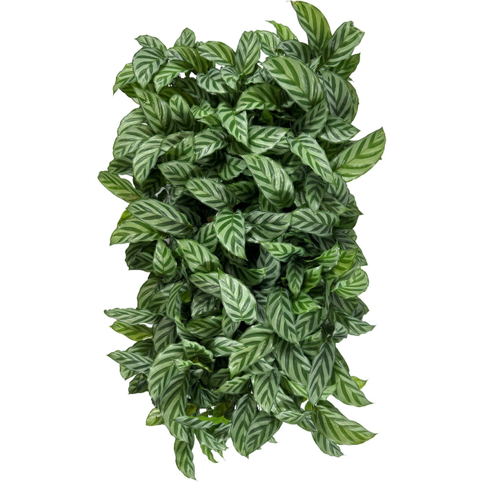 Calathea Freddie Starter Plant/4" Grower Pot