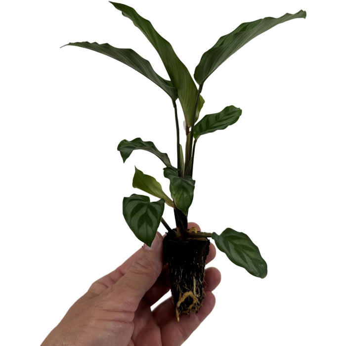 Calathea Freddie Starter Plant/4" Grower Pot