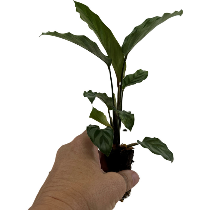 Calathea Freddie Starter Plant/4" Grower Pot