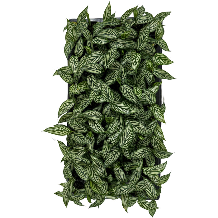 Calathea Vittata