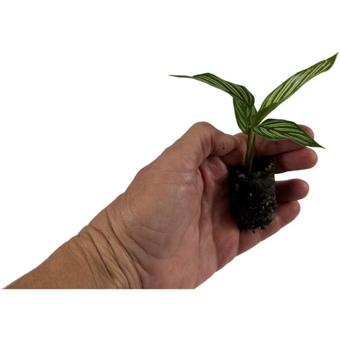 Calathea Vittata