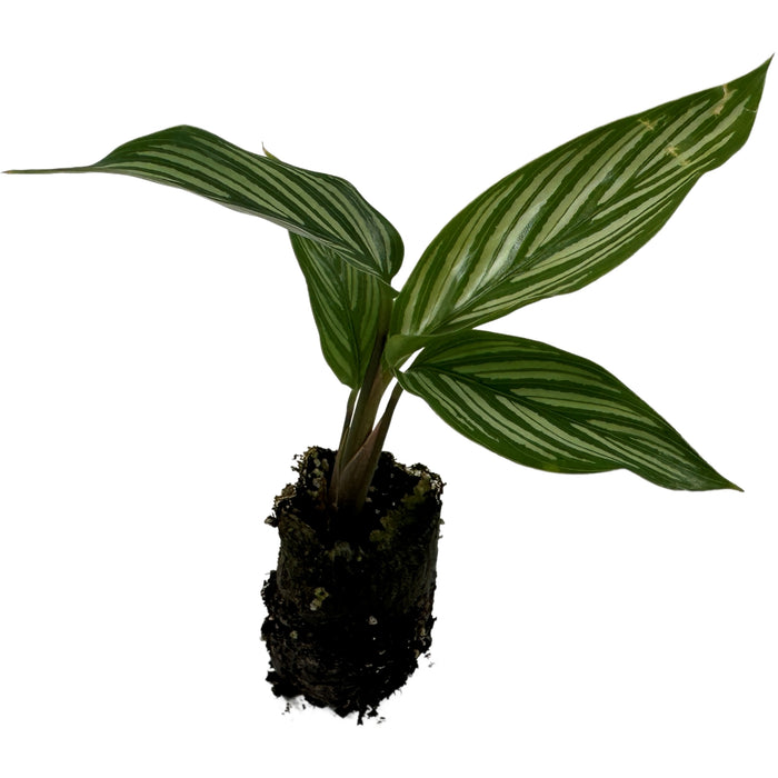 Calathea Vittata
