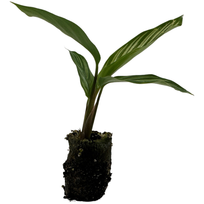 Calathea Vittata