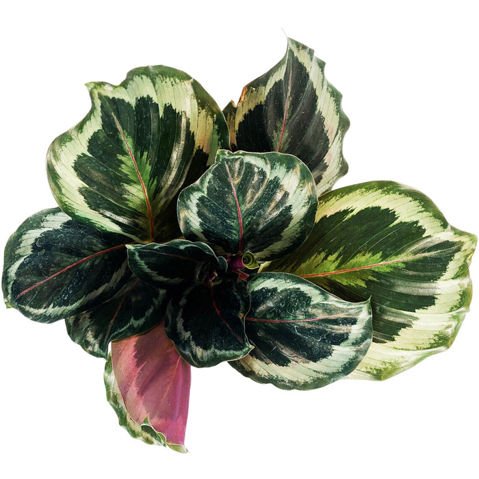 Calathea Medallion-Starter Plant/4" Grower Pot