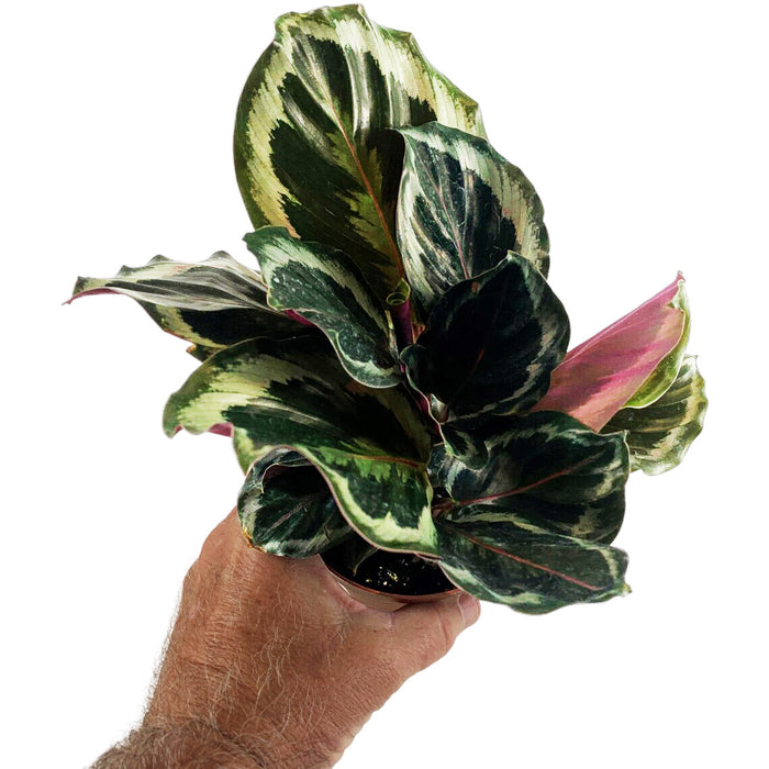 Calathea Medallion-Starter Plant/4" Grower Pot