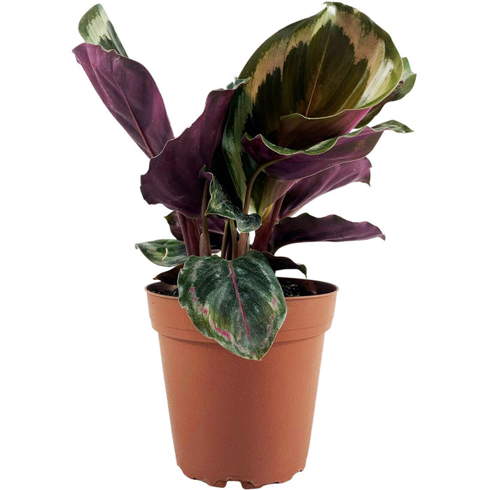 Calathea Medallion-Starter Plant/4" Grower Pot