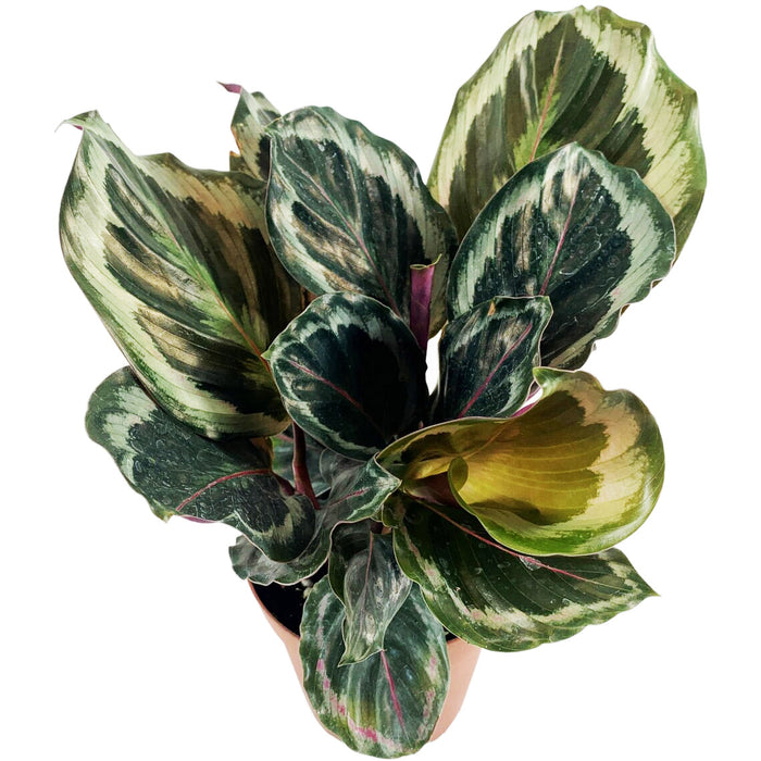 Calathea Medallion-Starter Plant/4" Grower Pot