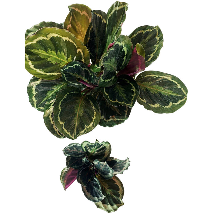 Calathea Medallion-Starter Plant/4" Grower Pot