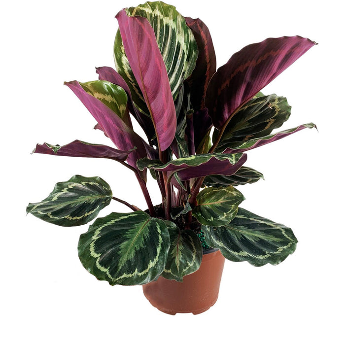 Calathea Medallion-Starter Plant/4" Grower Pot