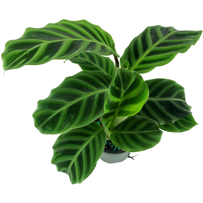 Calathea Zebrina