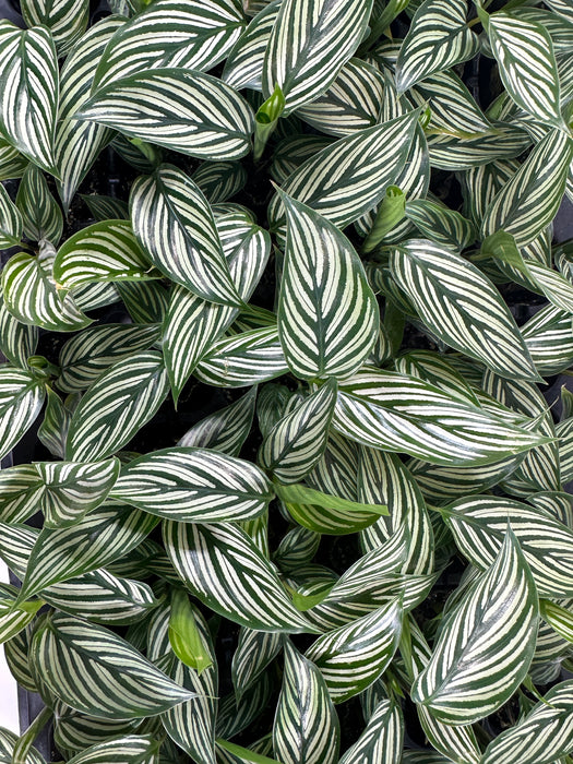 Calathea Vittata