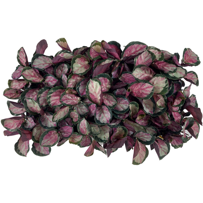 Calathea Rosepicta "Silvia"-Starter Plant/4" Grower Pot