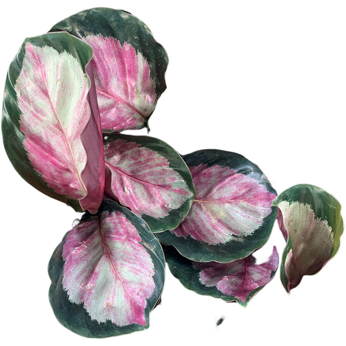 Calathea Rosepicta "Silvia"-Starter Plant/4" Grower Pot