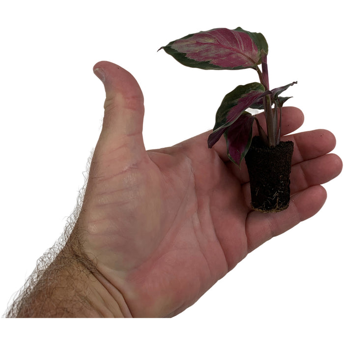 Calathea Rosepicta "Silvia"-Starter Plant/4" Grower Pot