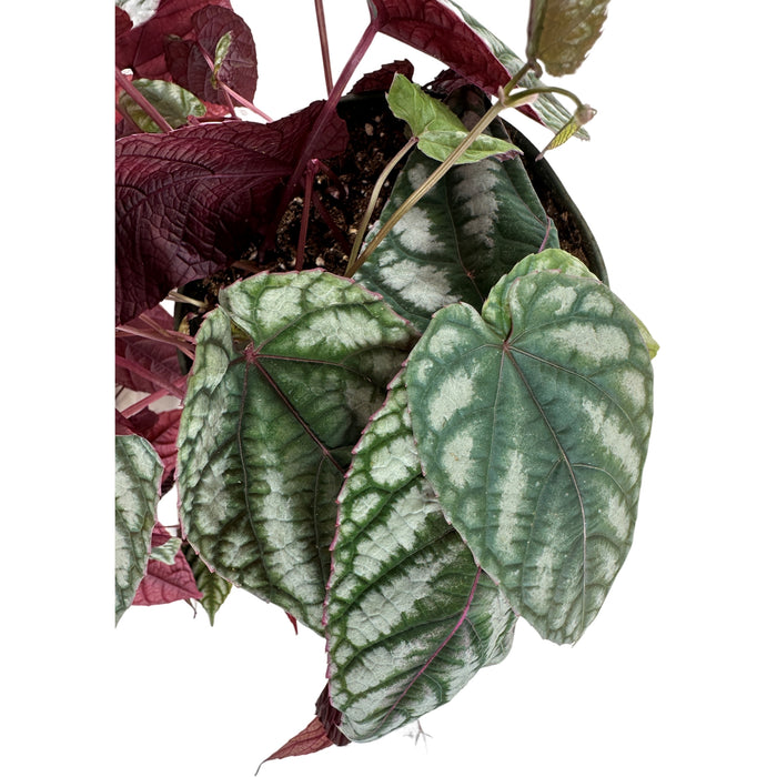 Cissus Discolor- 6" Grower Pot/ 6" Hanging Basket