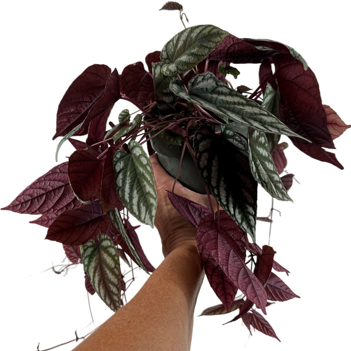 Cissus Discolor- 6" Grower Pot/ 6" Hanging Basket