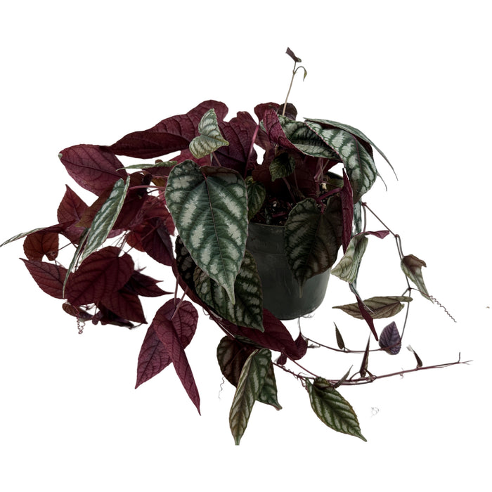Cissus Discolor- 6" Grower Pot/ 6" Hanging Basket