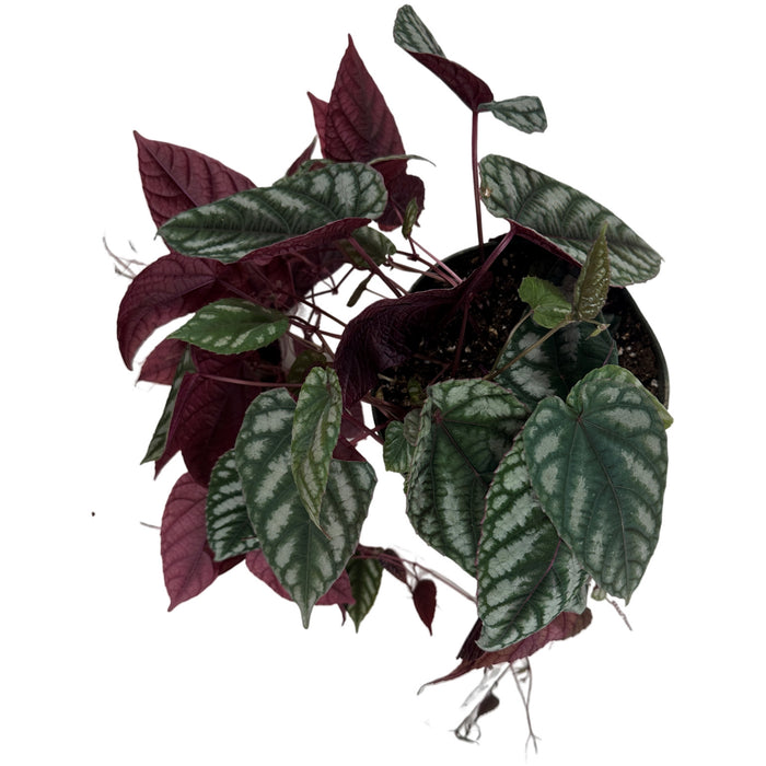 Cissus Discolor- 6" Grower Pot/ 6" Hanging Basket