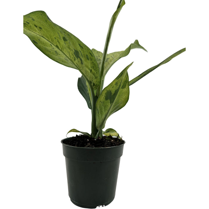 Dieffenbachia Camouflage Starter Plant/4" Grower Pot