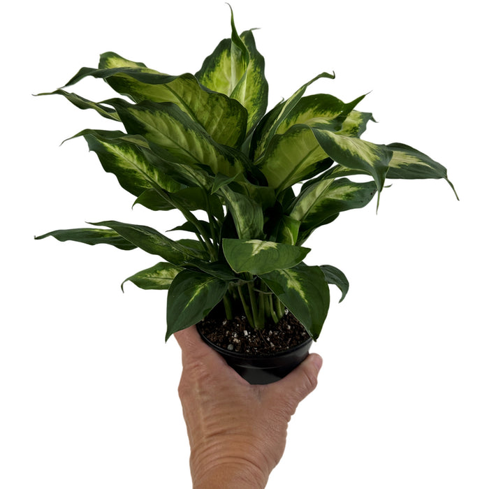 Dieffenbachia Camille- 4" Grower Pot