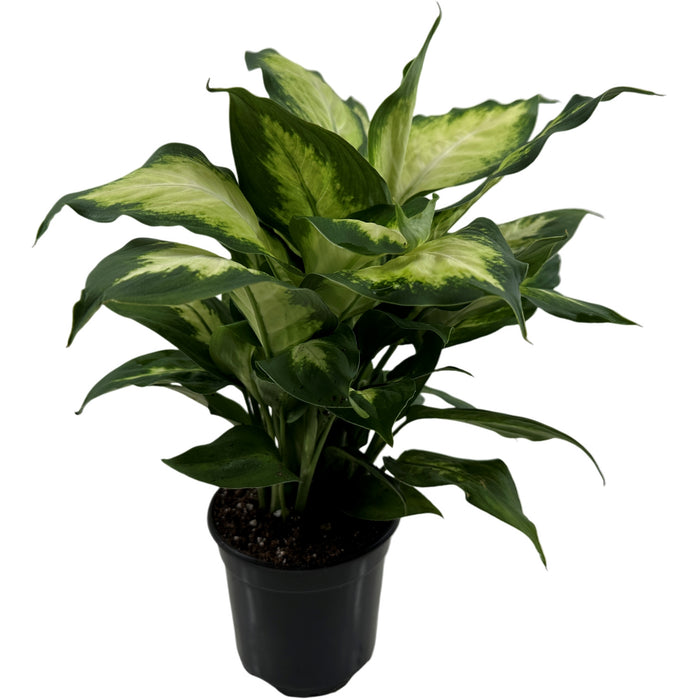 Dieffenbachia Camille- 4" Grower Pot
