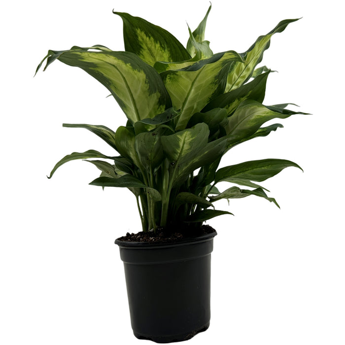 Dieffenbachia Camille- 4" Grower Pot