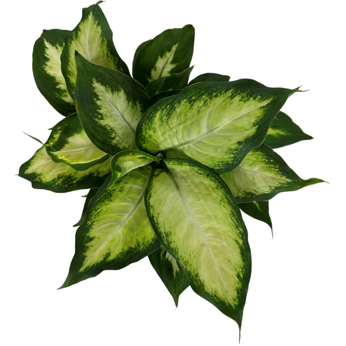 Dieffenbachia Camille- 4" Grower Pot