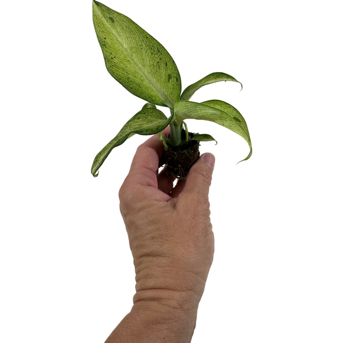 Dieffenbachia Camouflage Starter Plant/4" Grower Pot