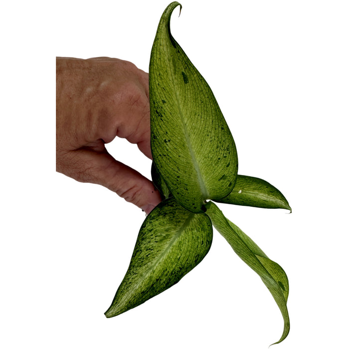 Dieffenbachia Camouflage Starter Plant/4" Grower Pot