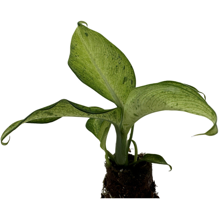 Dieffenbachia Camouflage Starter Plant/4" Grower Pot