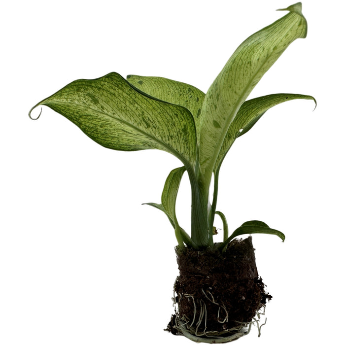 Dieffenbachia Camouflage Starter Plant/4" Grower Pot