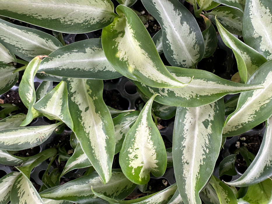Dieffenbachia Panther Starter Plant/4" Grower Pot