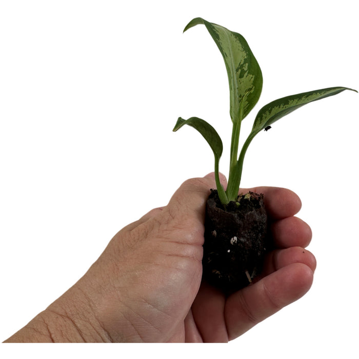 Dieffenbachia Panther Starter Plant/4" Grower Pot