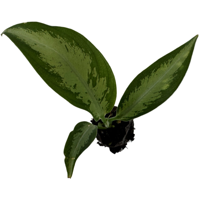 Dieffenbachia Panther Starter Plant/4" Grower Pot