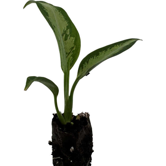 Dieffenbachia Panther Starter Plant/4" Grower Pot