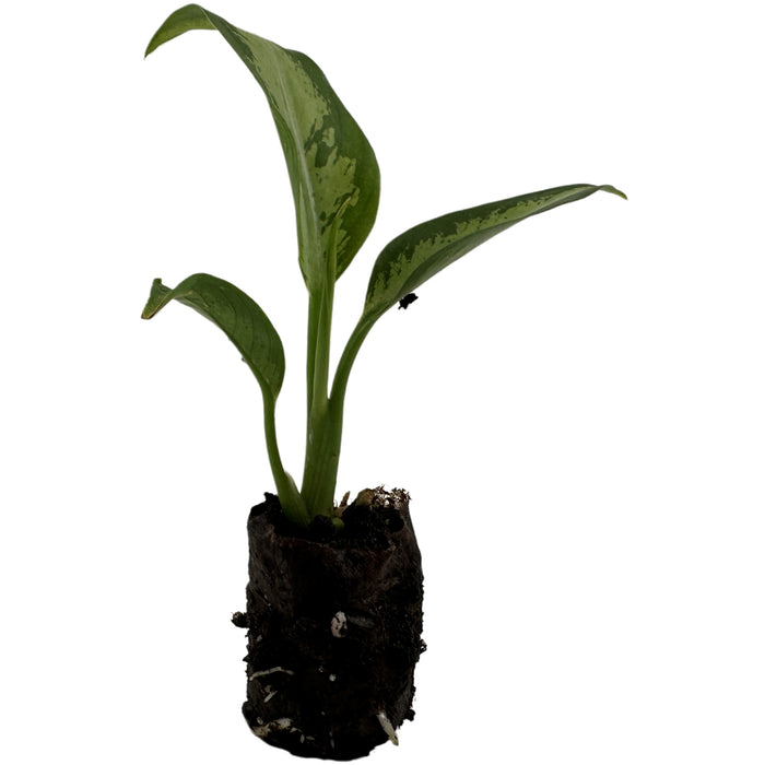Dieffenbachia Panther Starter Plant/4" Grower Pot