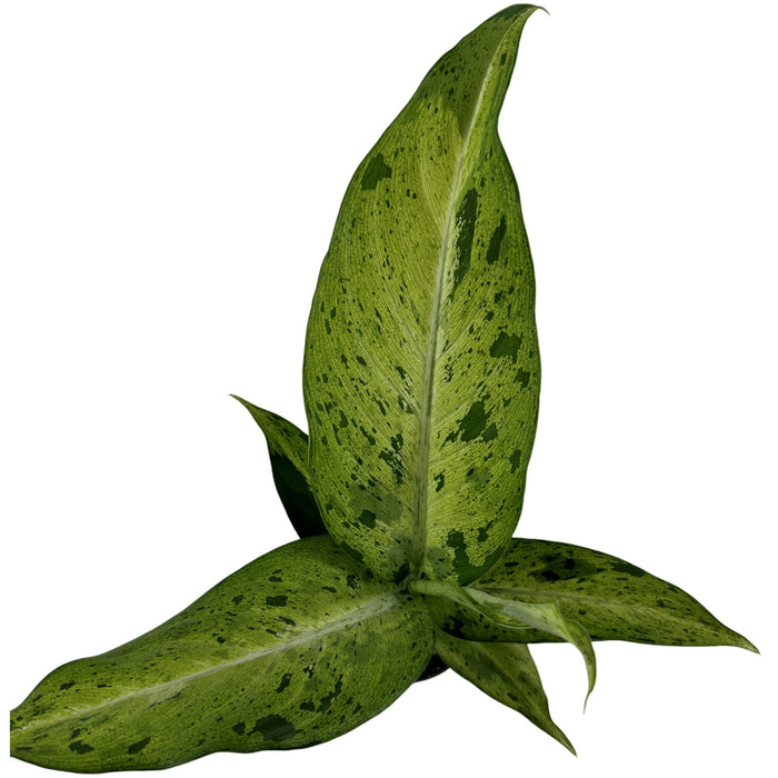 Dieffenbachia Camouflage Starter Plant/4" Grower Pot