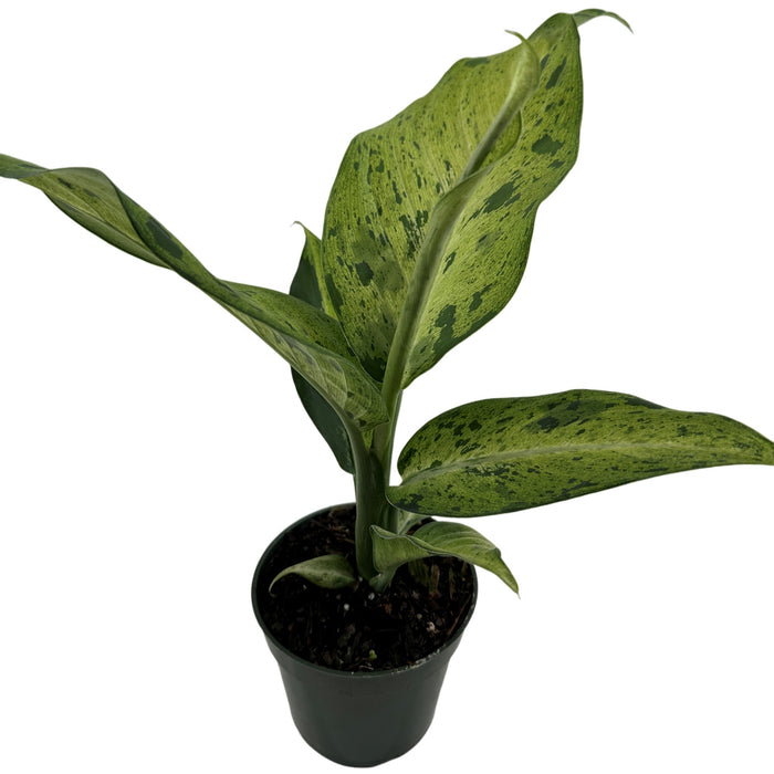 Dieffenbachia Camouflage Starter Plant/4" Grower Pot