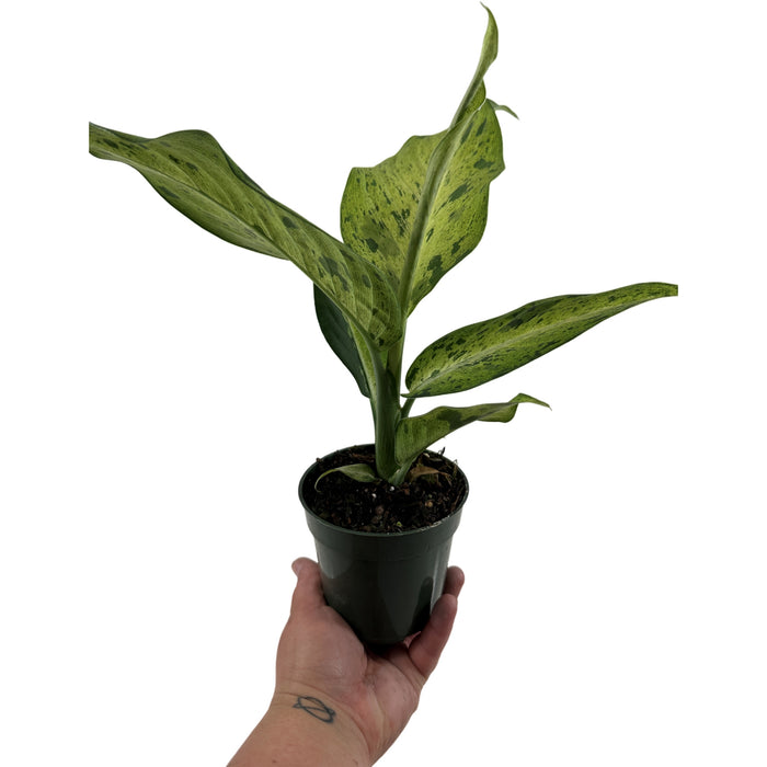Dieffenbachia Camouflage Starter Plant/4" Grower Pot