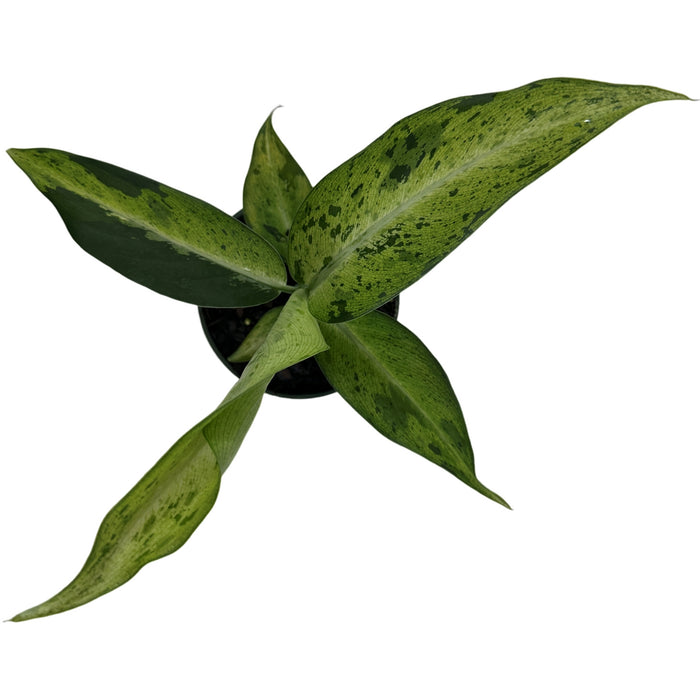 Dieffenbachia Camouflage Starter Plant/4" Grower Pot