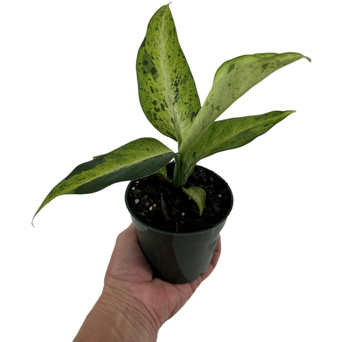 Dieffenbachia Camouflage Starter Plant/4" Grower Pot