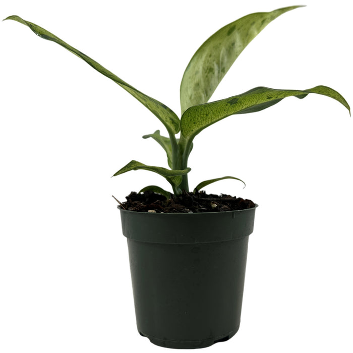 Dieffenbachia Camouflage Starter Plant/4" Grower Pot