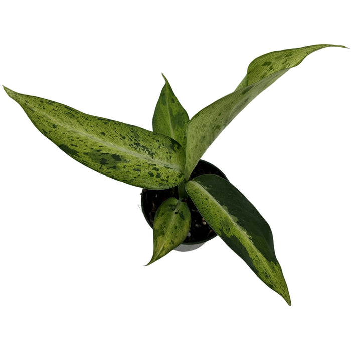 Dieffenbachia Camouflage Starter Plant/4" Grower Pot
